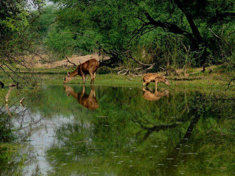 Hotel Eagle Nest Bharatpur Extérieur photo